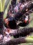 COCCINELE VIRGULE PARVICORNIS 002